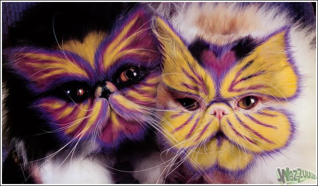 раскрашеные кошки